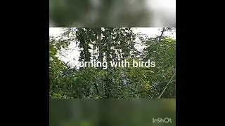 Morning with birds