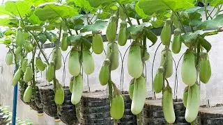 Recycling plastic bottles to grow eggplant, didnt expect the yield to be so high