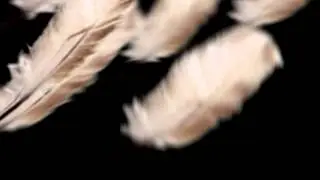 Футаж Перья 2