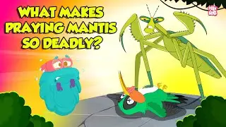 Praying Mantis - Deadliest Insect Ever | Kung Fu Mantis | Insects That Camouflage | Dr. Binocs Show