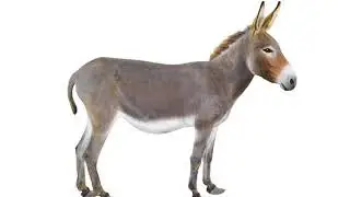 Donkey sound