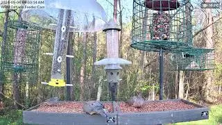 White-crowed Sparrow