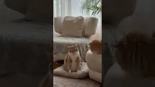 🐈🤣🤣🤣🔥🔥🔥❤️❤️🐈 ПРИКОЛЫ / fanny videos