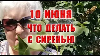 10 июня.  Что я делаю с сиренью и зачем?