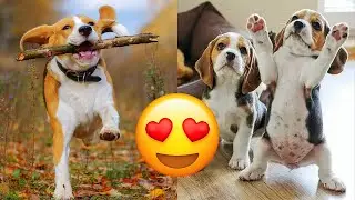 Beagle — Adorable And Hilarious Videos And Tik Toks Compilation