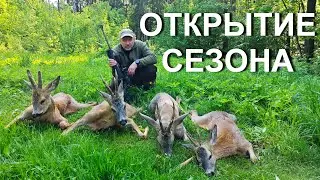 Охота на косулю с подхода. Открытие сезона 2024