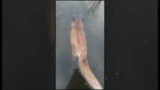 Красивая смерть ( Суровая зима приморского края Владивосток