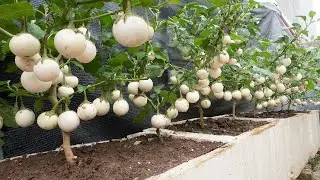 Why grow eggplant at home so many fruits? Here is the secret...