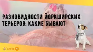 Разновидности йоркширских терьеров: какие бывают