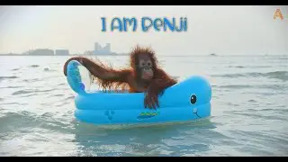 Animalia Orangutan special - I am Benji - Part 2