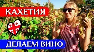 RTVELI IN KAKHETI: How to make wine, Georgian vineyards, trip to Kvareli winery | ENG SUBS