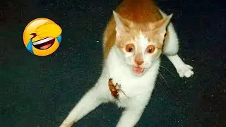 CATS are the silliest creatures on Earth 😂 Funny Cat Videos 😹