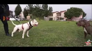 İKİ PİTBULL BİR ARAYA GELİNCE ORTALALIK KARIŞTI !!!