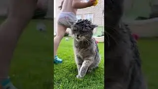 Cat Don't want bath baby is Naughty !