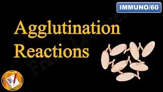 Agglutination Reactions (FL-Immuno/60)