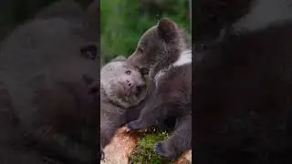 The Magical World of Nature - Playful bear cubs  