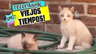 🐈Reaccionando a VIDEOS y FOTOS de cuando mis gatos eran BEBES!! Los DivertiCats de pequeños!😻😺