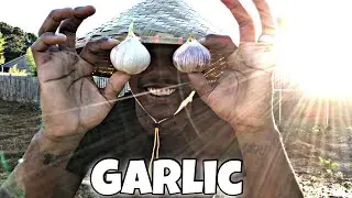 How to Grow Garlic for Beginners