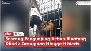 Detik-detik Seorang Pengunjung Kebun Binatang Ditarik Orangutan Hingga Histeris