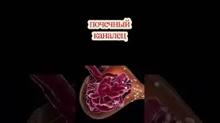 Потрясающая анимация работы мочевыделительной системы 