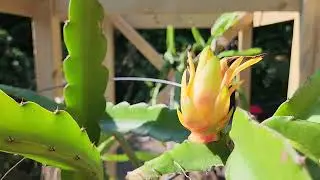 Dragon Fruit Flower Bud - Update 8: 21 days (extensive color change)