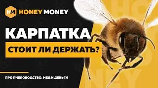 Карпатская порода пчел – характеристика карпатки и где разводят?