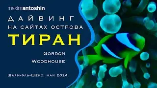 Тайны подводного мира острова Тиран: рифы Gordon и Woodhouse