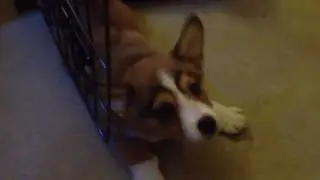 Bandit the Corgi's Wake Up Routine