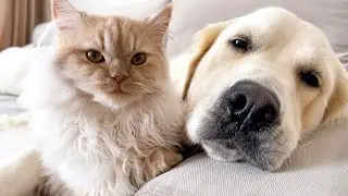 Golden Retriever and Kitten Cutest Friendship