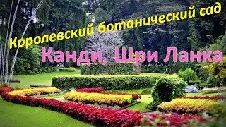 Сказочное путешествие в Королевский ботанический сад Шри Ланка