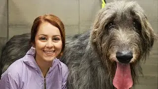 There's a reason they call them WOLFhounds