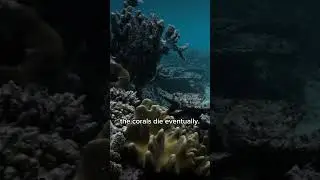 These corals are suffering from heat