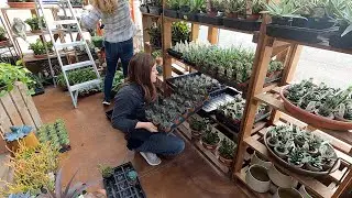 Displaying a New load of Houseplants at the Garden Center! 🪴🪴🪴 // Garden Answer