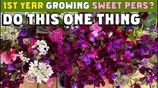 For great sweet peas in your first year as a beginner, do this one thing! #cottagegarden #cutflowers