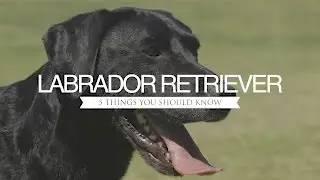 LABRADOR RETRIEVER FIVE THINGS YOU SHOULD KNOW