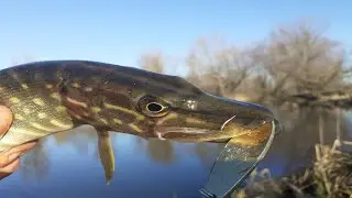 ЩУКА НА СПІНІНГ НА ІНГУЛЬЦІ !!! ЛОВЛЯ ЩУКИ В ЛЮТОМУ!!!