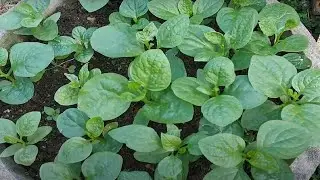 Grow simple, clean vegetables to eat