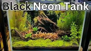 AMAZING Black Neon Tetra Tank! Step by Step aquascape tutorial!