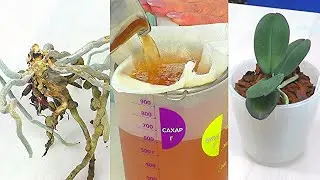 A miracle remedy for the immediate revival of rotten orchids. Myth or reality?