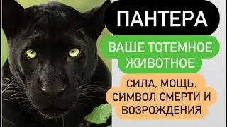 ПАНТЕРА- ваше тотемное животное# сила, мощь, символ познания темноты, символ смерти и возрождения#
