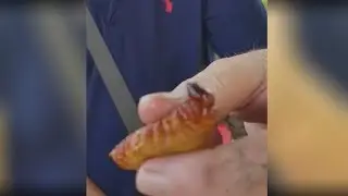 Witchetty Grub - Hungry