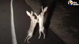 Rabbits Fight In The Cutest Way