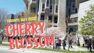 Sakura Blossom in Downtown Toronto (May 2022)