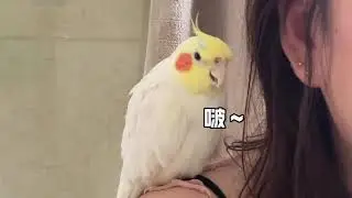 狗和鸡 Dog and the Cockatiel