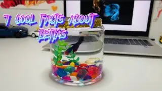 7 cool facts about betta fish