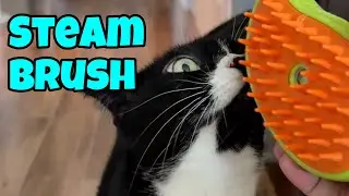 My Cats Get A Steam Brush