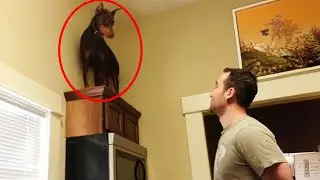 The Craziest Things Dogs Have Ever Done 😂