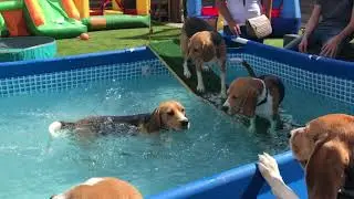 A Beagle Puppy's BIGGEST Birthday Surprise EVER!