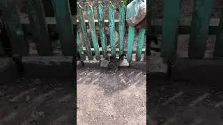 Тигрица знакомиться с курочками #дача #cute #животные #собака #farming