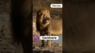 🦁 Discover the World of LIONS 🦁